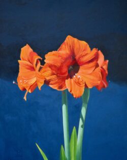 Amaryllis #7 by William C. Wright