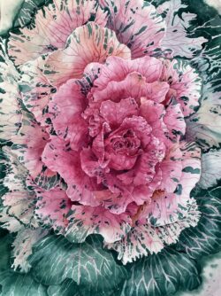 Cabbage