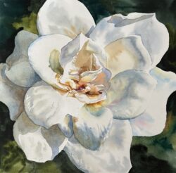 Gardenia