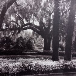 Welcoming Oaks by Bayard Wootten