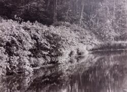 Remember the Azaleas by Bayard Wootten