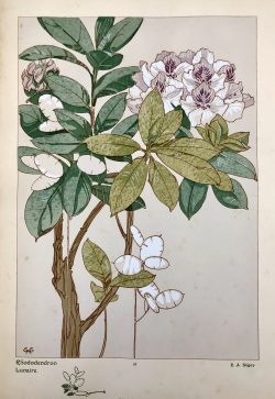 Rhododendron - Lunaire      by E.A.  Seguy (1877-1945) 