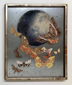 Moths I by Julia Harmon