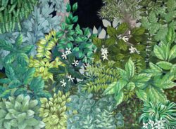 Phyllis' Garden