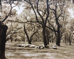 Sheep Grazing at Middleton Place by Bayard Wootten