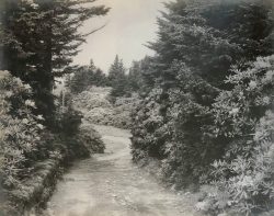 Rhododendrons, Roan Mt by Bayard Wootten